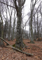 Výlet Dlouhá Louka - Rýzmburk březen 2025